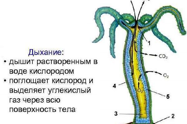 Ссылка на тор браузер mega онион